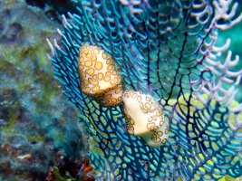 Flamingo Tongue IMG 3342